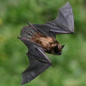 Bat Capture and Relocation