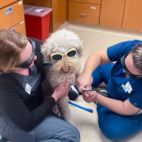 Bild von VCA Companion Animal Medical Center