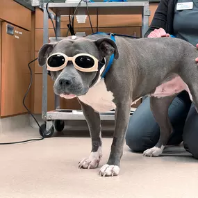 Bild von VCA Companion Animal Medical Center