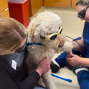 Bild von VCA Companion Animal Medical Center