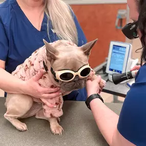 Bild von VCA Companion Animal Medical Center