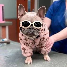 Bild von VCA Companion Animal Medical Center