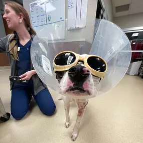 Bild von VCA Companion Animal Medical Center
