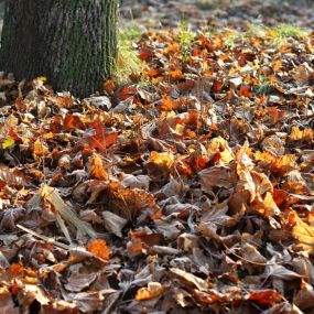 Morris County NJ Fall Leaf Cleanup