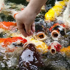 Chalily Koi