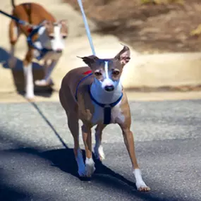 Bild von Penrose Square Apartments