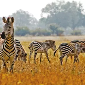 NOUVEAUTE LUXAIRTOURS - Circuit accompagné* au SENEGAL !