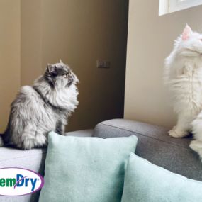Pets are adorable, but they can make your home stink. Aloha Chem-Dry offers a Pet Urine Removal Treatment that gets rid of the pet odor for good. So, when your pet has an accident, call the pet urine and odor removal experts!