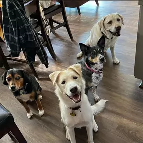 The Nichols Pups.  Hops, Apollo, Luna & Barley