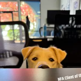 Apollo the part-time office Dog says, 
