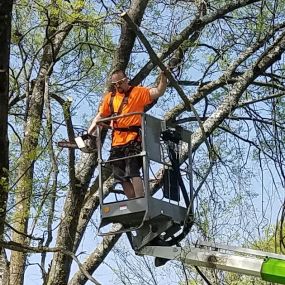 Bild von ArborJacks Tree Service