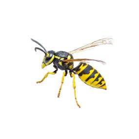 Call PPE to eliminate your yellow jackets today.