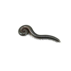 Call PPE to eliminate your millipedes today.