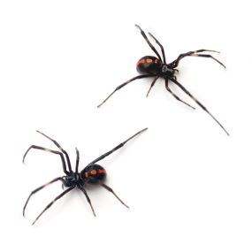 Call PPE to eliminate black widow spiders today.