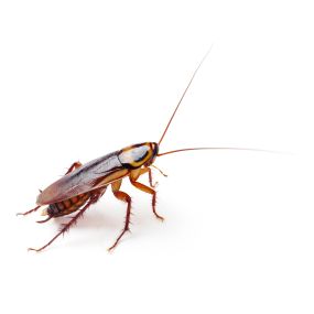 Call PPE to eliminate your wood roaches today.