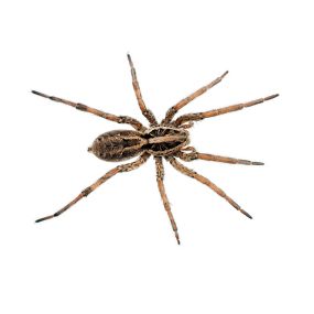 Call PPE to eliminate your wolf spiders today.