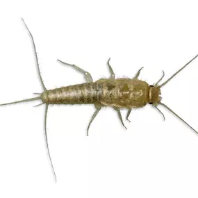 Call PPE to eliminate your silverfish today.