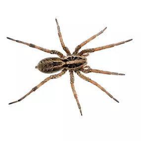 Call PPE to eliminate your wolf spiders today.