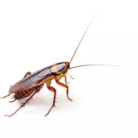 Call PPE to eliminate your wood roaches today.