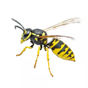 Call PPE to eliminate your yellow jackets today.