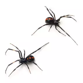 Call PPE to eliminate black widow spiders today.