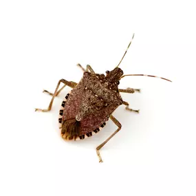 Call PPE to eliminate brown marmorated stink bugs today.