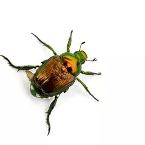 Call PPE to eliminate your Japanese beetles today.