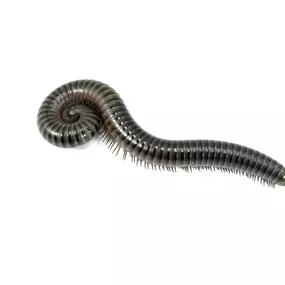 Call PPE to eliminate your millipedes today.