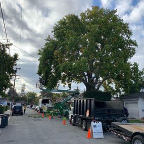 Ned Patchett Tree Care & Consulting - Tree Removal