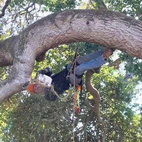 Ned Patchett Tree Care & Consulting - Tree Trimming