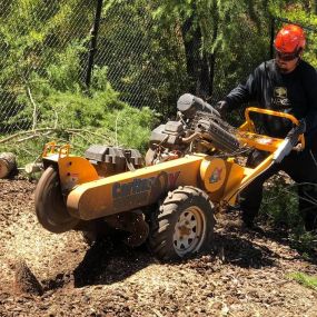 Ned Patchett Tree Care & Consulting - Stump Grinding
