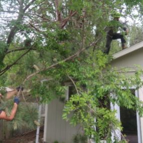 Get your tree trimmed with us! Call now!