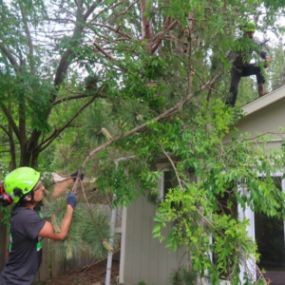Get your tree trimmed with us! Call now!