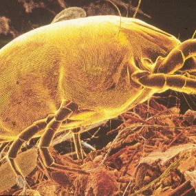 Dust mites found in carpet cause allergies to worsen.