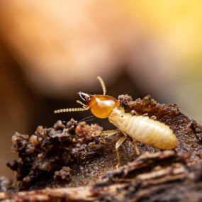 Termite removal and control, NJ Pest Control