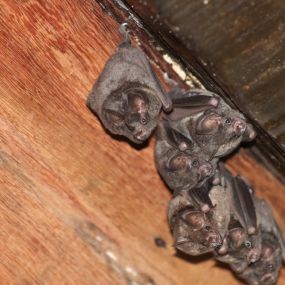 Bats in Attic, Removal, Cleanup and Control
