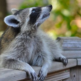 Raccoon Problem? We provide Safe Raccoon Removal Services