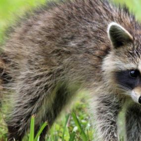 Sick Raccoon Symptoms, Signs of Distemper and More, Call Us To Help You