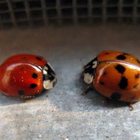 Removal of all types of ladybugs