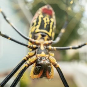 Giant venomous flying Joro spiders coming to NJ, click to learn more