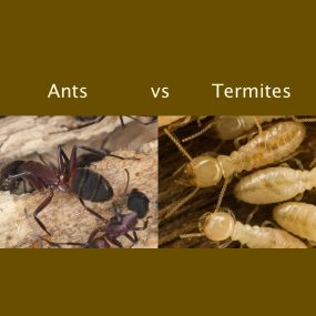 There is a difference between ants and termites, Learn more: https://4njpest.com/the-difference-between-ants-and-termites%EF%BB%BF/