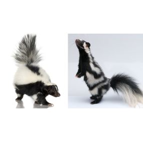 Types of Skunks: Striped, Spotted, Hooded - Interesting Facts & Removal - Learn More: https://4njpest.com/the-different-types-of-skunks-striped-spotted-and-hooded/