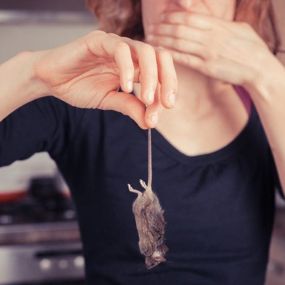 How to stop mice from entering your home. Learn More: https://4njpest.com/how-to-stop-mice-from-entering-your-home/