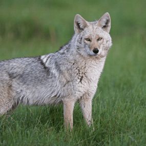 BEWARE! Eastern Coyote Sightings in NJ – What To Know! - Learn More: https://4njpest.com/beware-eastern-coyote-sightings-in-nj-what-to-know/