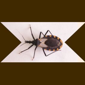 Beware! Deadly Kissing Bug a Threat to NJ. Learn More: https://4njpest.com/beware-deadly-kissing-bug-threat-to-nj/