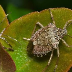 How To Get Rid Of Stink Bugs, Learn More: https://4njpest.com/home-yard-invaders-about-how-to-get-rid-of-stink-bugs/