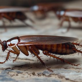 Are cockroaches invading your home? Let NJ Pest Control give them the boot!