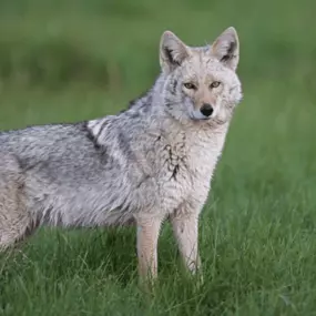 BEWARE! Eastern Coyote Sightings in NJ – What To Know! - Learn More: https://4njpest.com/beware-eastern-coyote-sightings-in-nj-what-to-know/