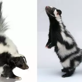 Types of Skunks: Striped, Spotted, Hooded - Interesting Facts & Removal - Learn More: https://4njpest.com/the-different-types-of-skunks-striped-spotted-and-hooded/