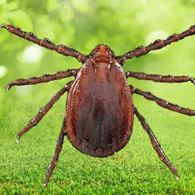 Asian Longhorned Tick Emerging Disease Threat To NJ, Learn More: https://4njpest.com/asian-longhorned-tick-emerging-disease-threat-to-nj/